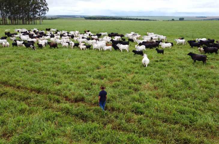 Agronegócio de Mato Grosso do Sul registra maior crescimento do país e se consolida como potência nacional