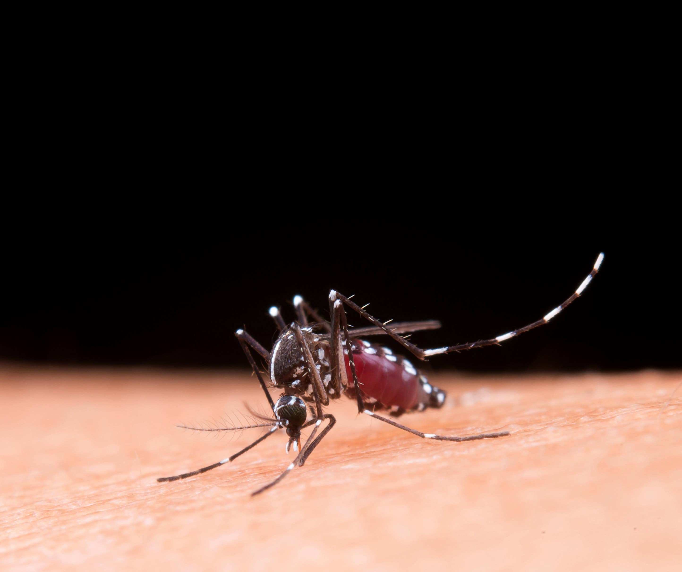 Mato Grosso do Sul ultrapassa 10 mil casos prováveis de chikungunya em 2026