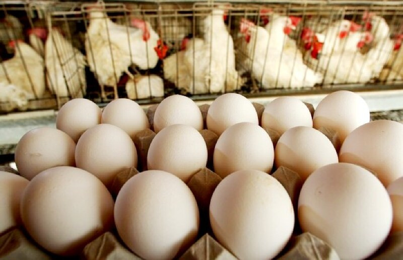 Preço dos ovos acumula queda em maio e atinge menor nível desde 2022