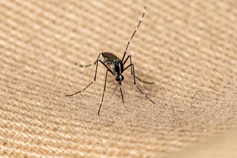 Morador em Itaporã morre vítima da chikungunya e Mato Grosso do Sul totaliza 21 óbitos