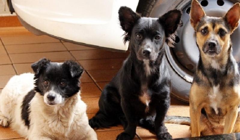 TJMS limita criação de cães após reclamações de vizinhos