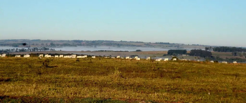 Geada atinge 12 municípios de MS após madrugada com mínima de 1°C.