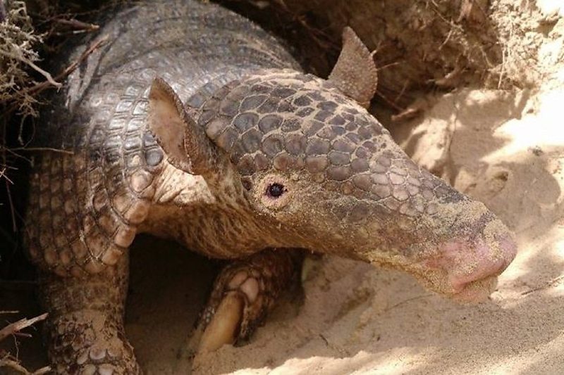 Projeto registra 45º tatu-canastra monitorado em Mato Grosso do Sul