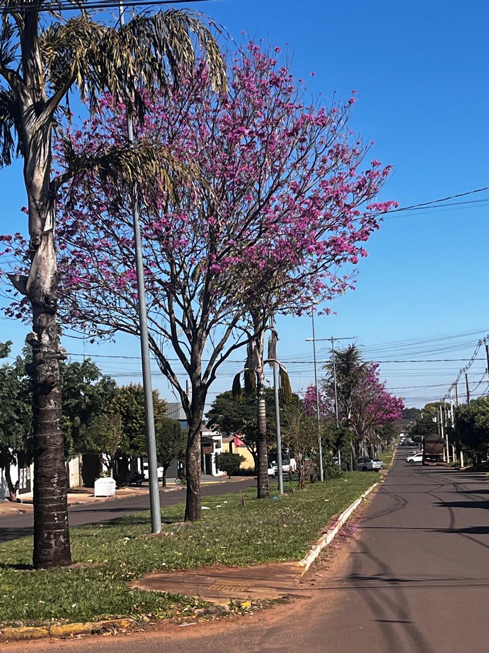 Tempo instável marca a sexta-feira em Naviraí; fim de semana terá chuva no sábado e sol no domingo