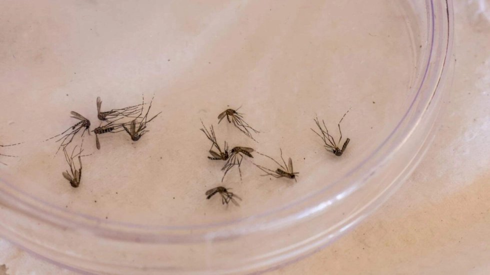 Morador de Bonito, menino de 11 anos é 1ª vítima da dengue em 2026 em MS