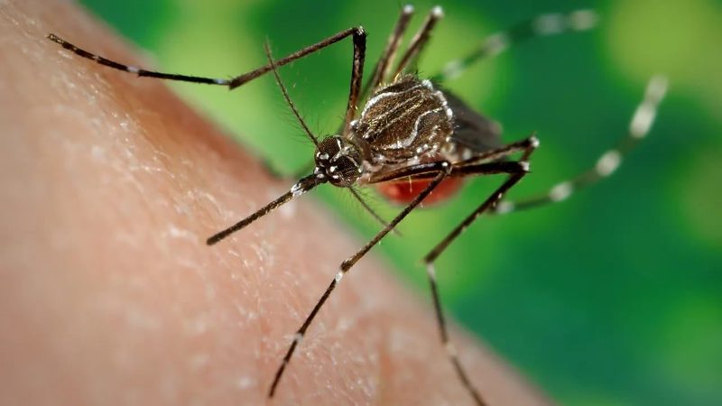 Mato Grosso do Sul confirma 9,7 mil casos de chikungunya e 28 mortes
